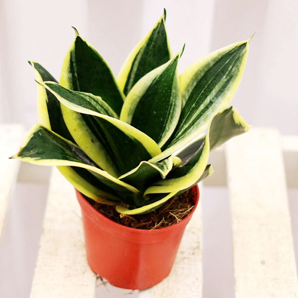 Sansevieria trifasciata ' Lotus '