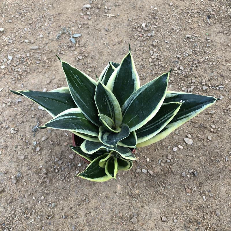 Sansevieria trifasciata ' Lotus '