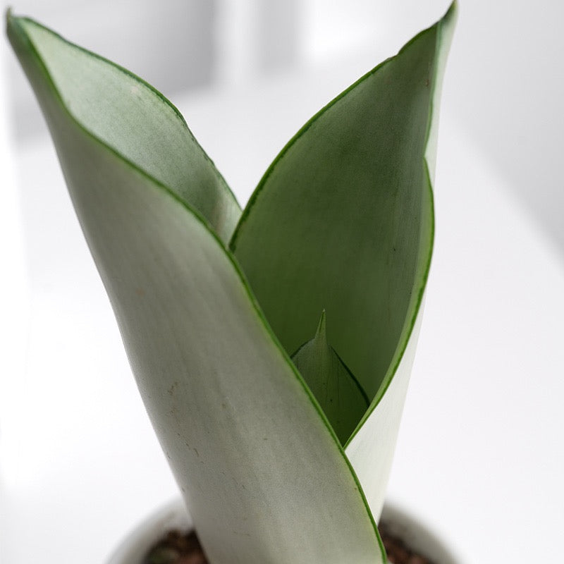 Sansevieria trifasciata ' Moonshine '