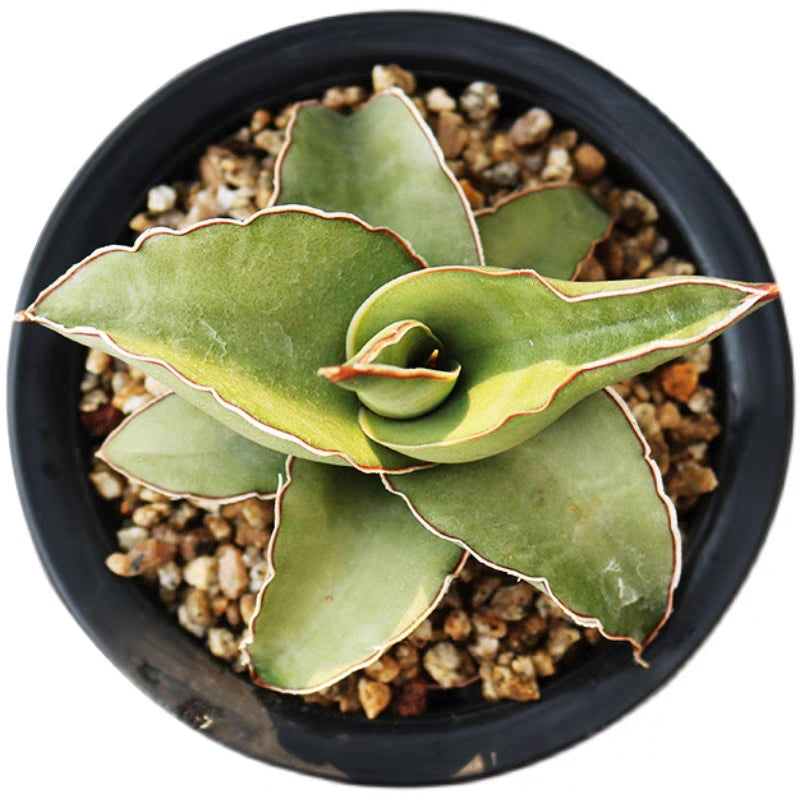 Sansevieria Ehrenbergii Samurai Dwarf