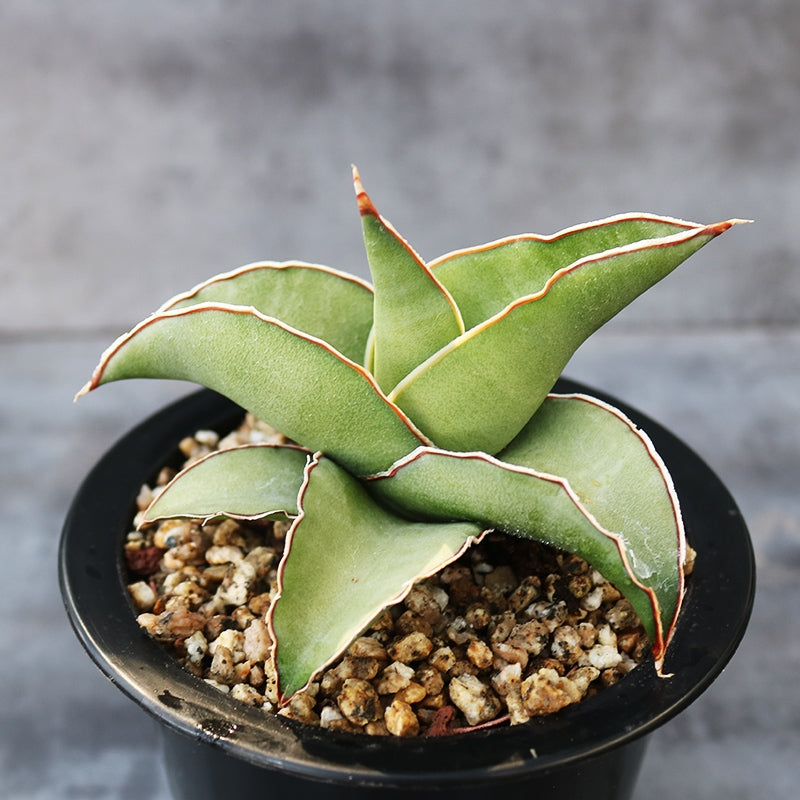 sansevieria samurai flower Sansevieria Ehrenbergii Samurai Dwarf