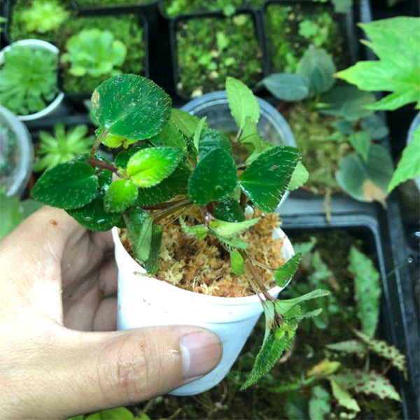Sarcopyramis parvifolia