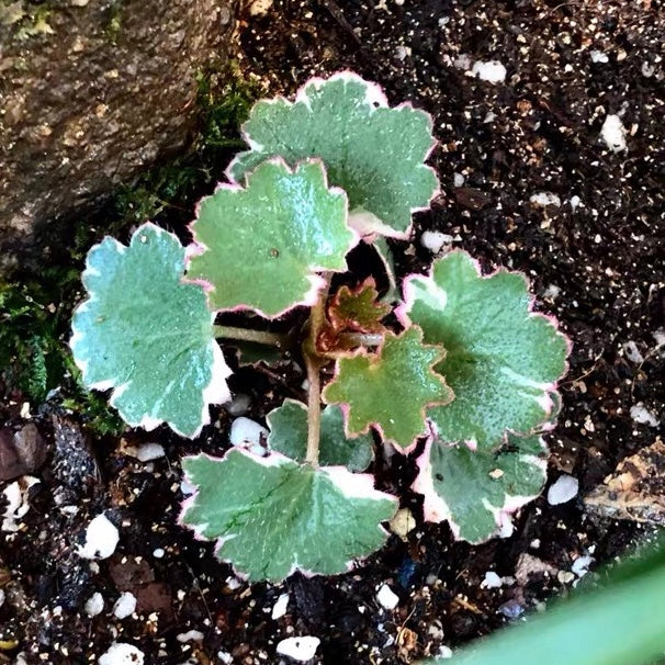 Variegated Strawberry Begonia ( Saxifraga stolonifera Var. )