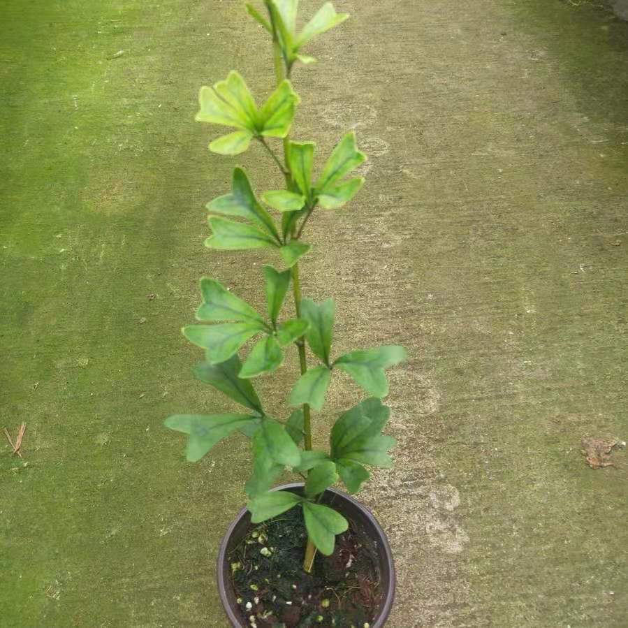 Schefflera 'Triangularis'