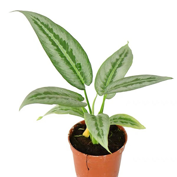 Schismatoglottis Hainanensis