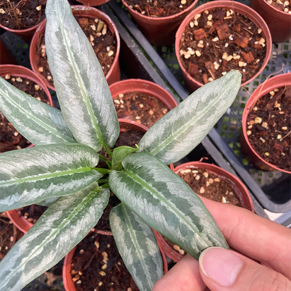Schismatoglottis Hainanensis