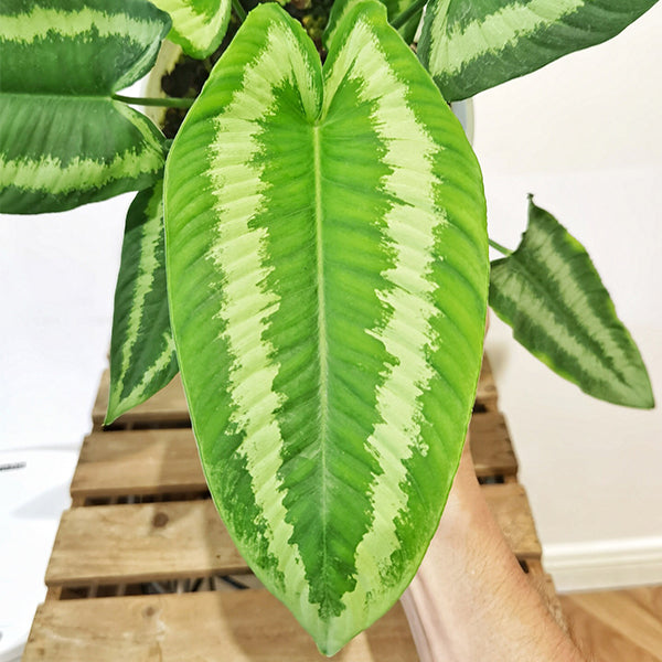 philodendron wallichii Schismatoglottis Wallichii