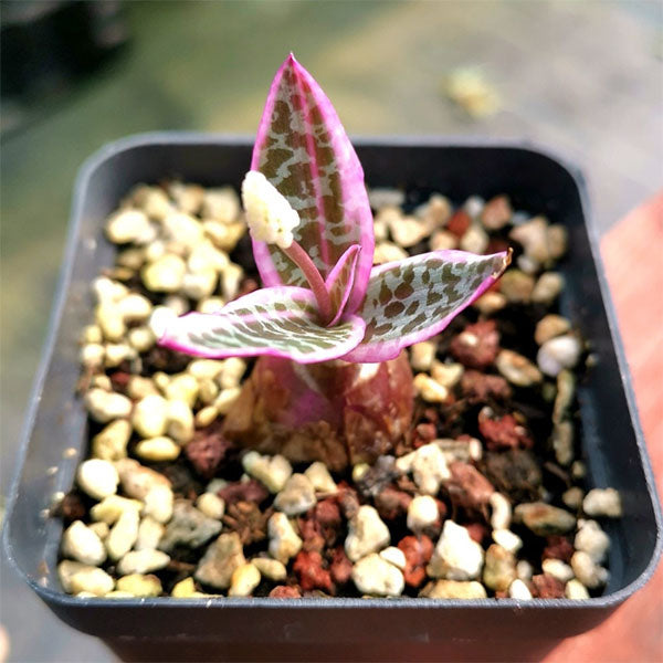 Scilla violacea (Ledebouria socialis)