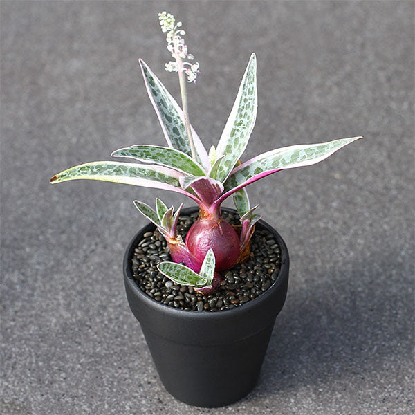 scilla succulent Scilla violacea (Ledebouria socialis)
