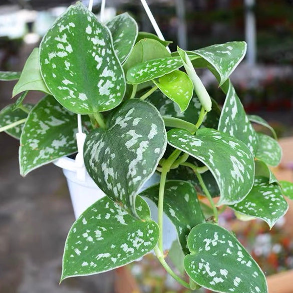 Scindapsus Pictus 'Argyraeus'