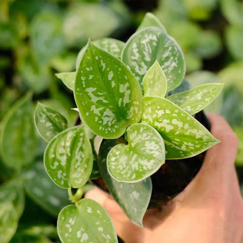 philodendron argyraeus Scindapsus Pictus 'Argyraeus'