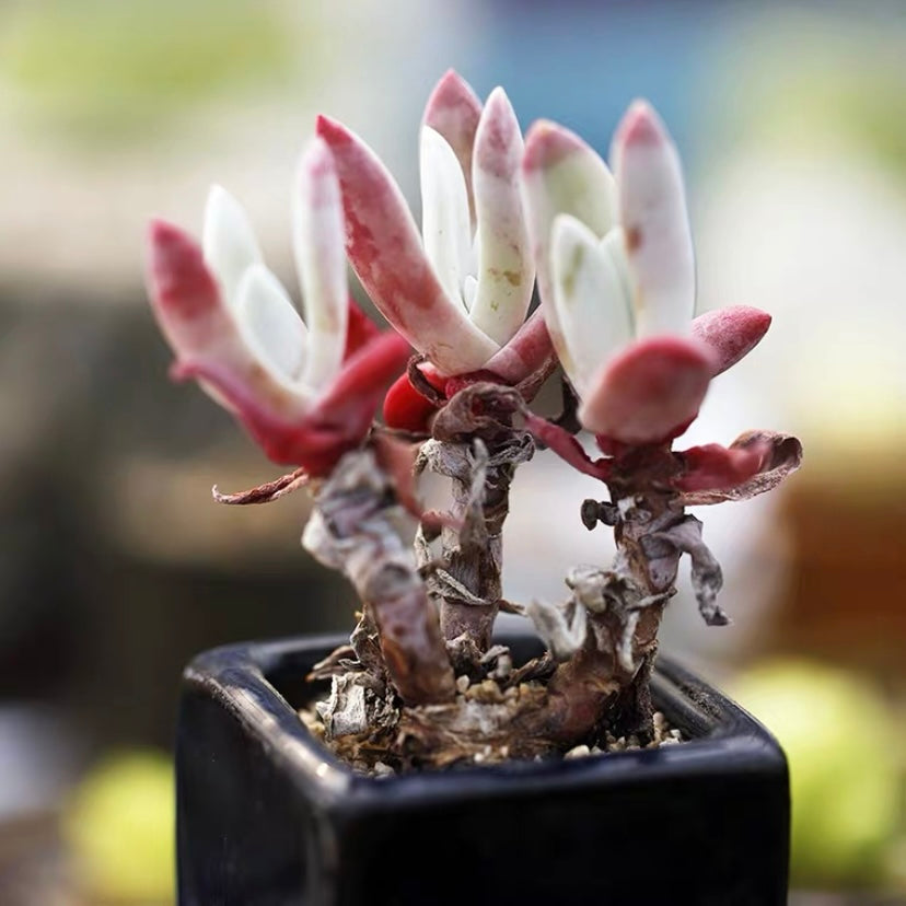 Sea lettuce (Dudleya caespitosa)