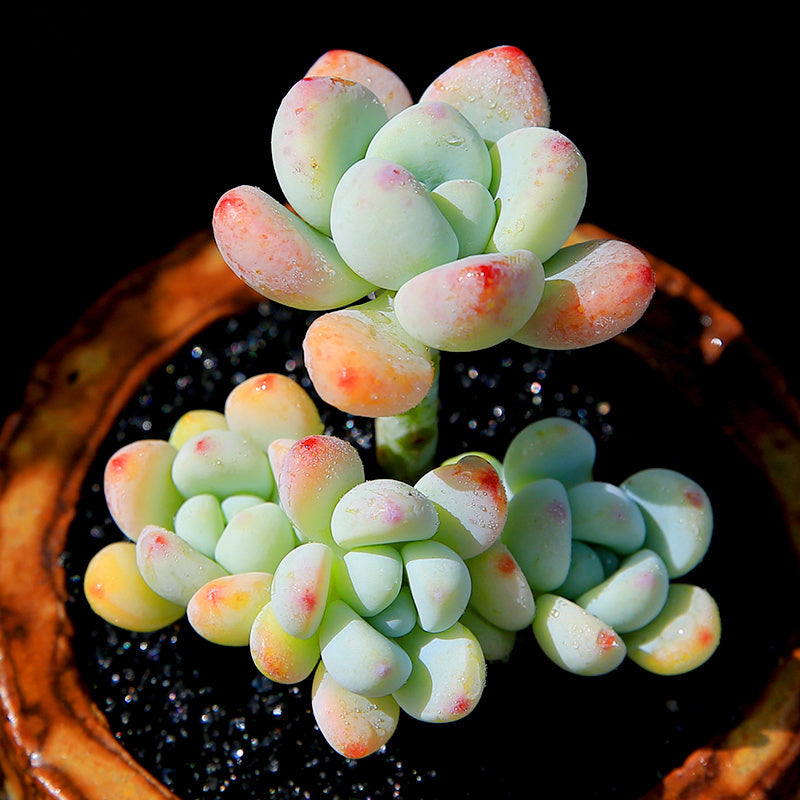 Sedum clavatum