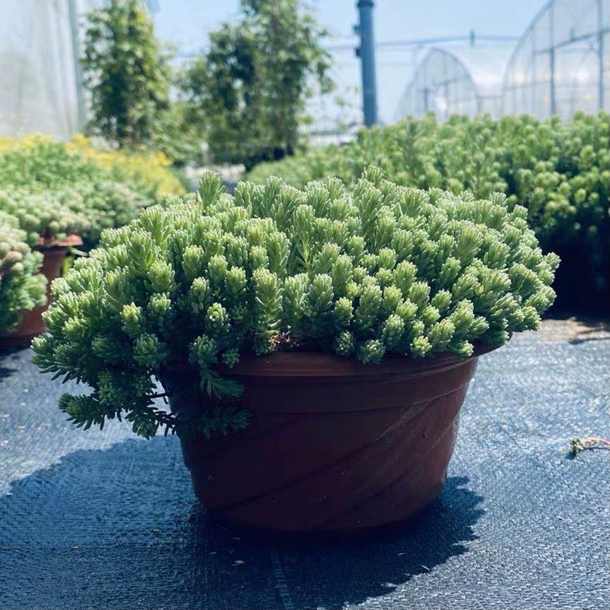 Sedum hispanicum (Spanish Stonecrop)