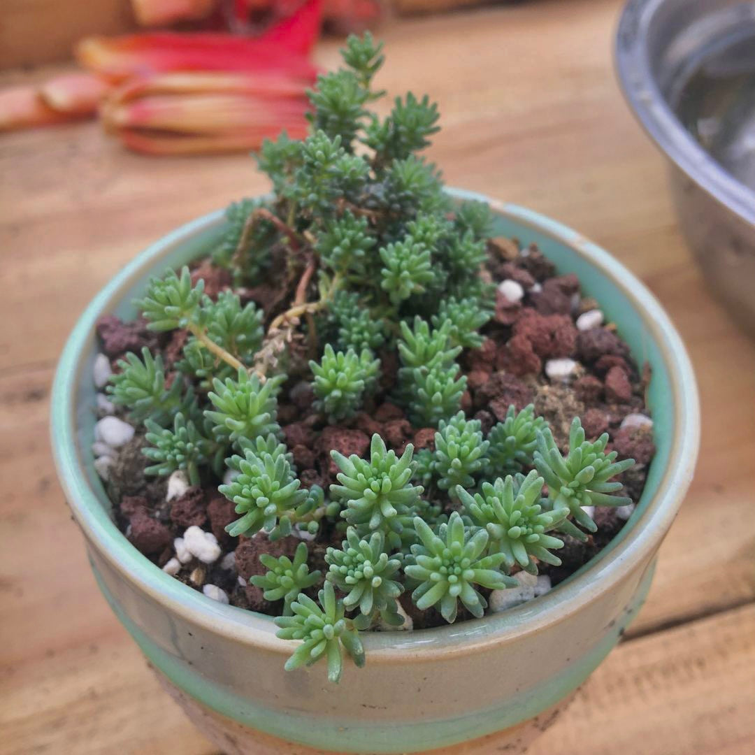 stonecrop succulent plants Sedum hispanicum (Spanish Stonecrop)