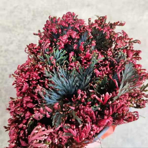 Selaginella erythropus
