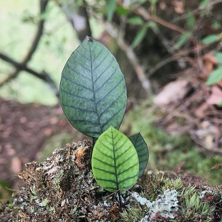 Selliguea rhynchophylla