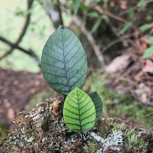 Selliguea rhynchophylla