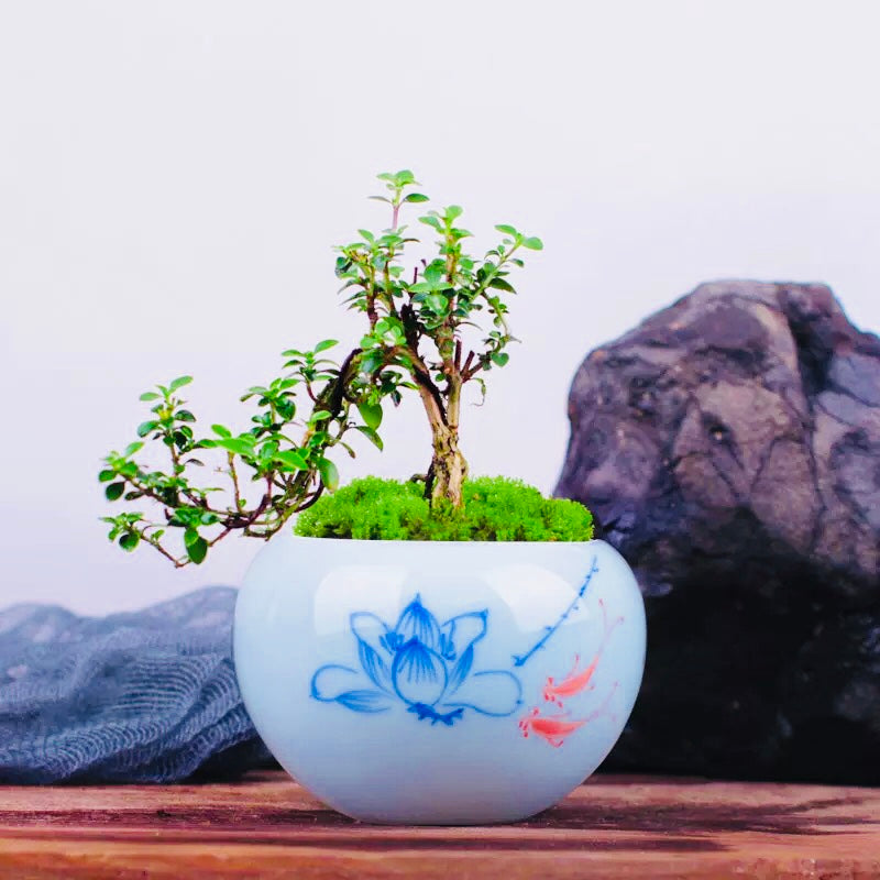 Snow Rose Serissa Bonsai Type 1 ( Serissa japonica ' Variegata ' )