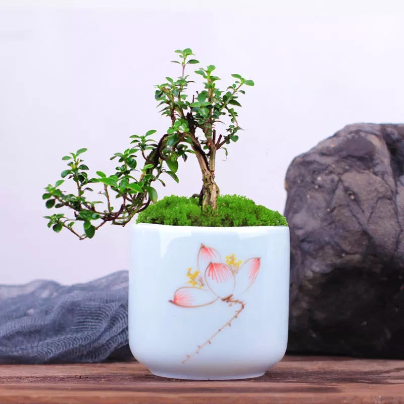 Snow Rose Serissa Bonsai Type 1 ( Serissa japonica ' Variegata ' )