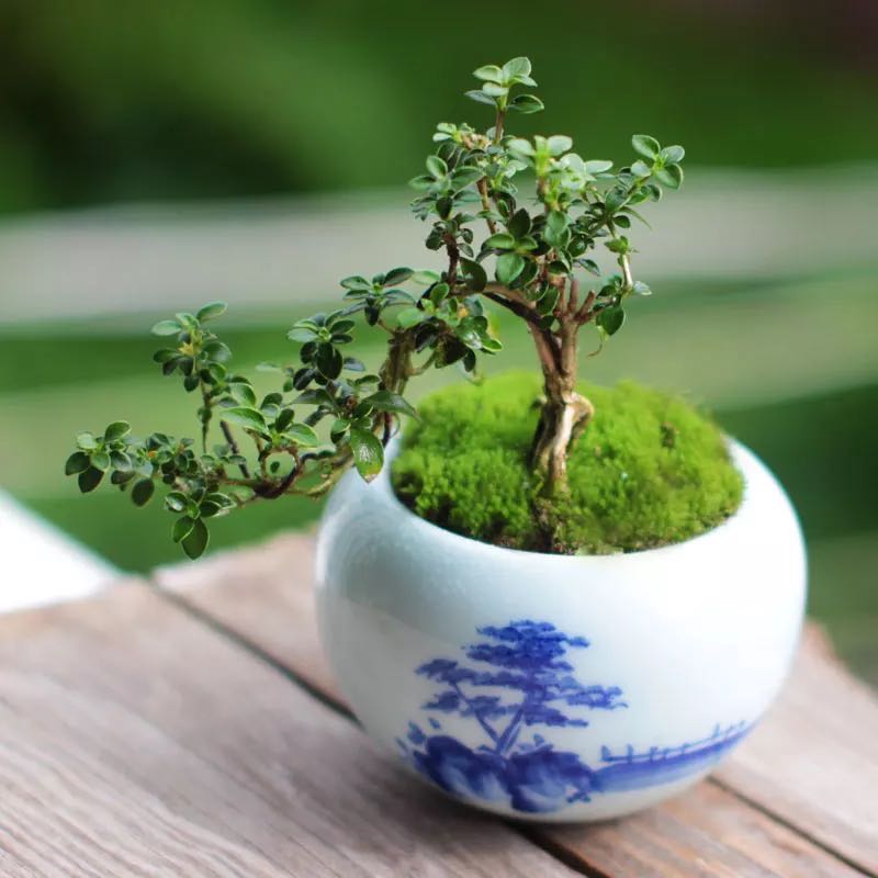 chinese rose bonsai tree Snow Rose Serissa Bonsai Type 1 ( Serissa japonica ' Variegata ' ) for Sale