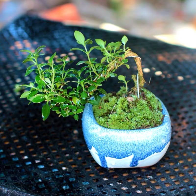 Snow Rose Serissa Bonsai Type 1 ( Serissa japonica ' Variegata ' )