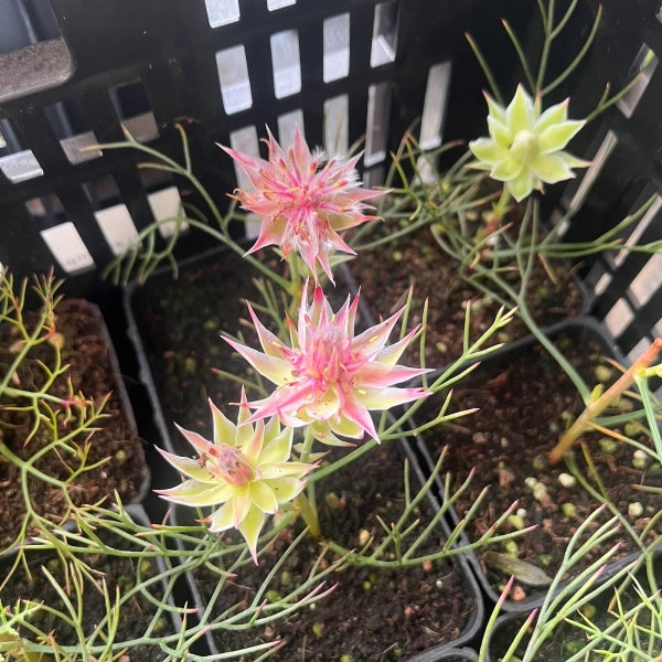blushing bride plant indoor Blushing bride (Serruria Florida)