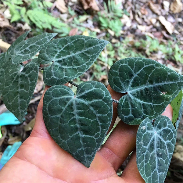 Shingle Plant ( Rhaphidophora cryptantha )