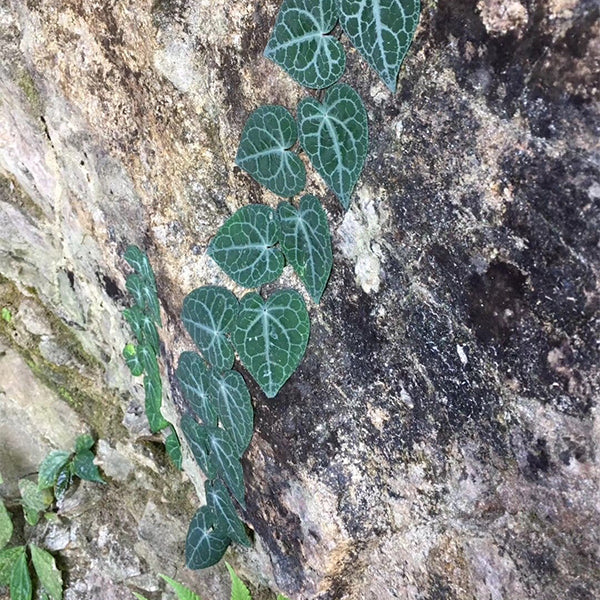 Shingle Plant ( Rhaphidophora cryptantha )