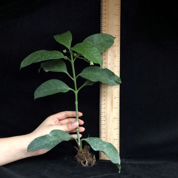 Shooting Star Hoya ( Hoya multiflora )