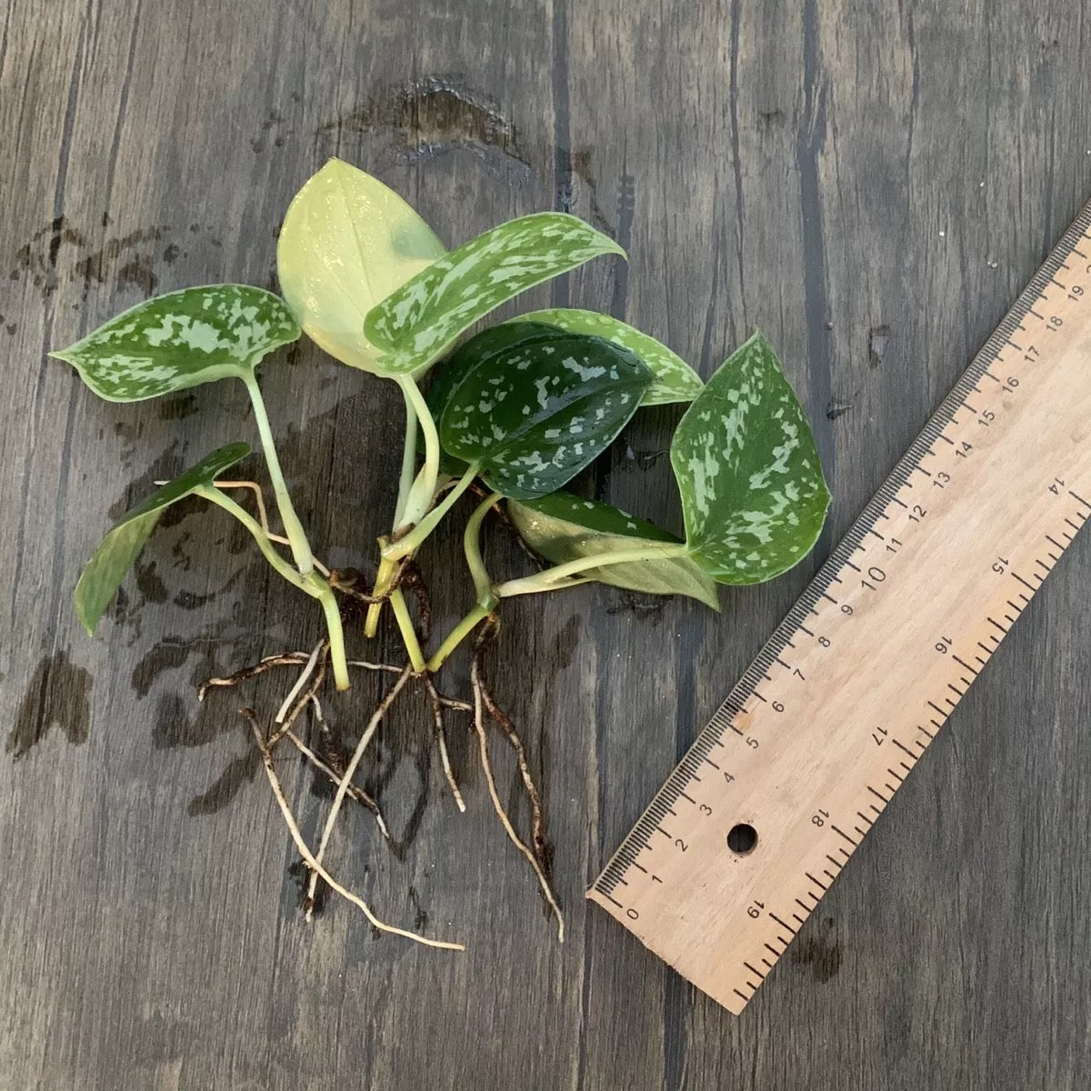 Silver Satin Pothos ( Scindapsus Pictus ' Exotica ' )