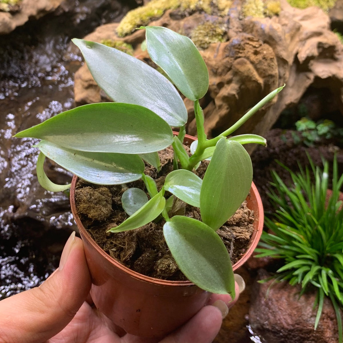 philodendron hastatum soil Silver Sword ( Philodendron hastatum ) for Sale