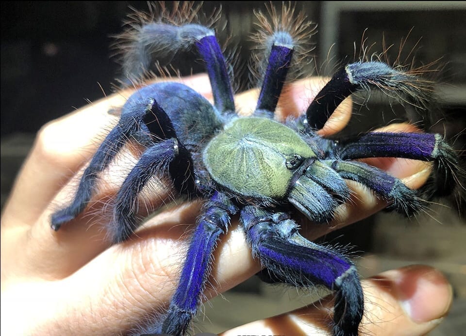 Singapore Blue Tarantula (Lampropelma violaceopes)