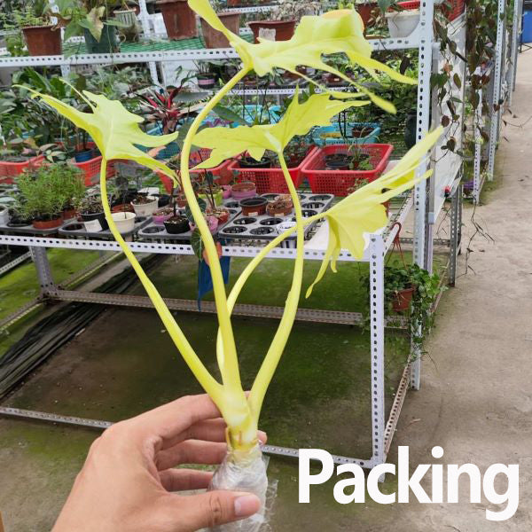 Philodendron warscewiczii ’ Aurea flavum ’