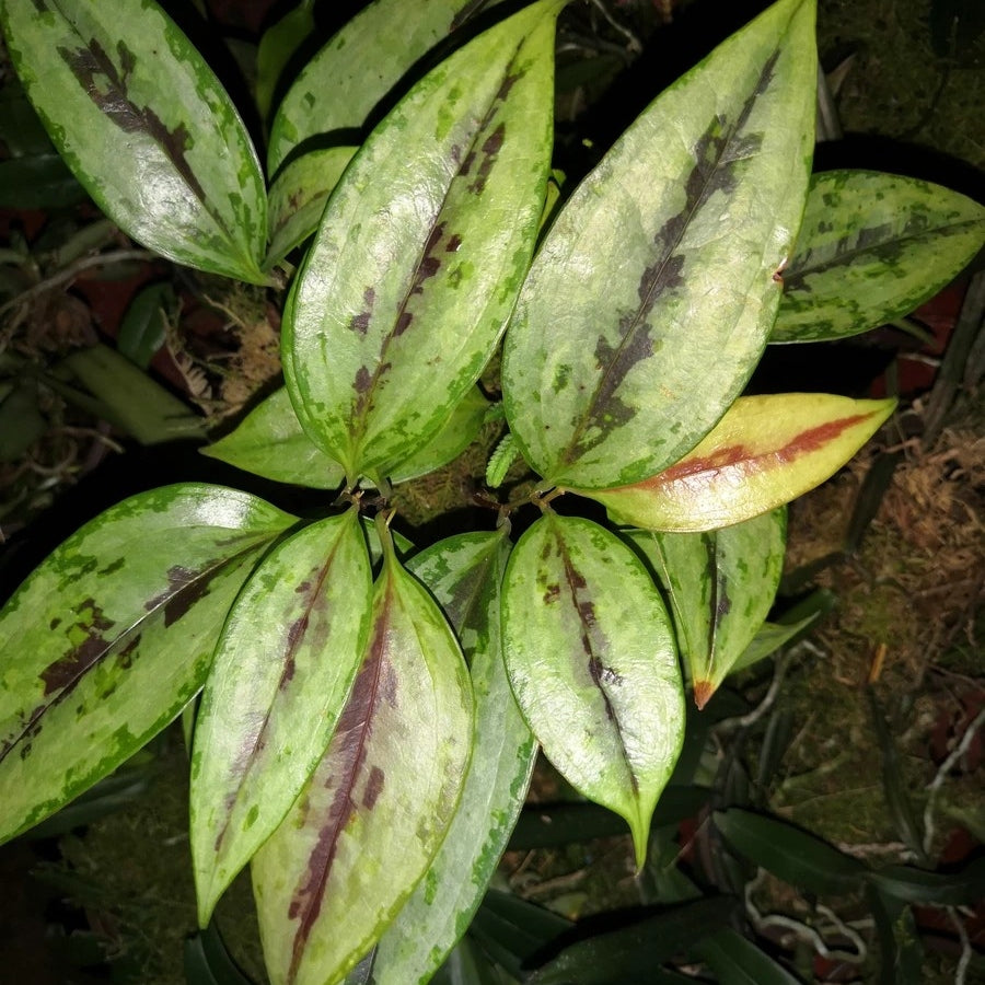 Smilax china sp.