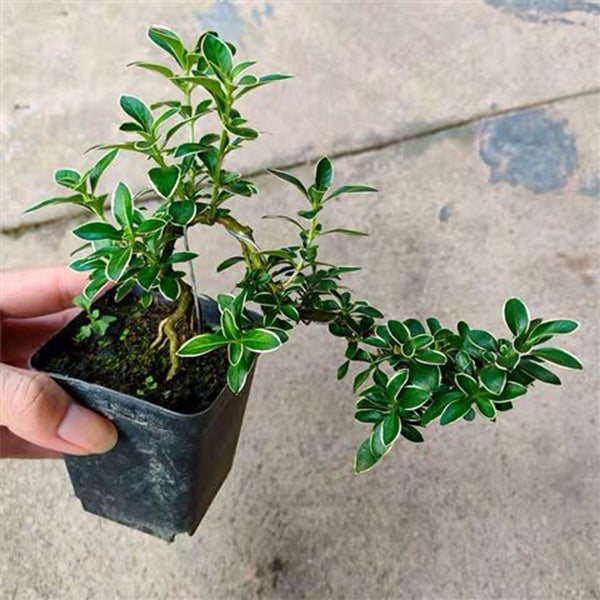 Snow Rose Serissa Bonsai Type 1 ( Serissa japonica ' Variegata ' )