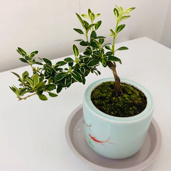 Snow Rose Serissa Bonsai Type 1 ( Serissa japonica ' Variegata ' )