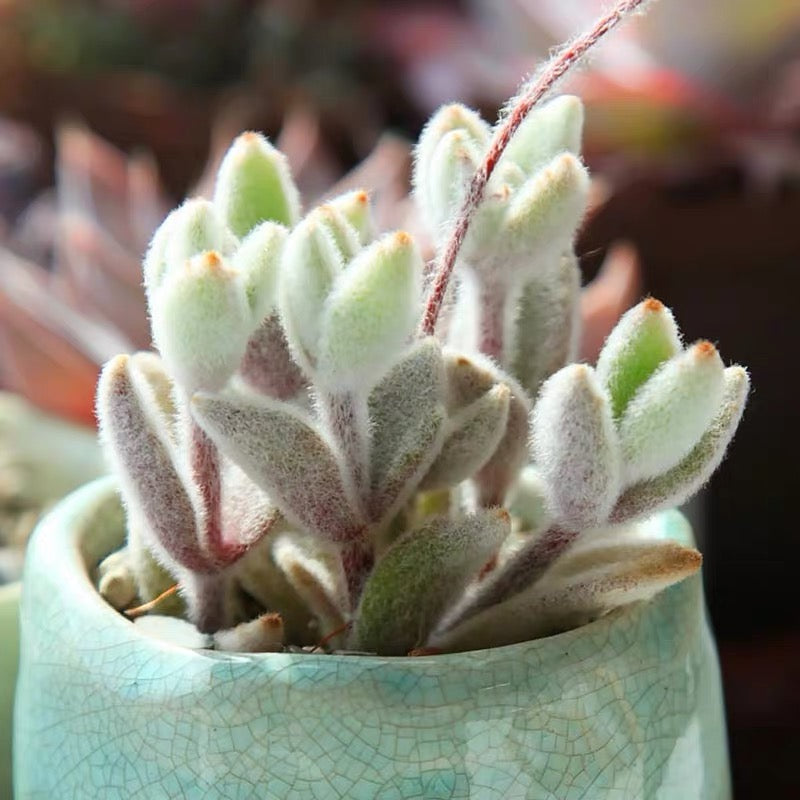 Snow White Panda Plant (Kalanchoe eriophylla)