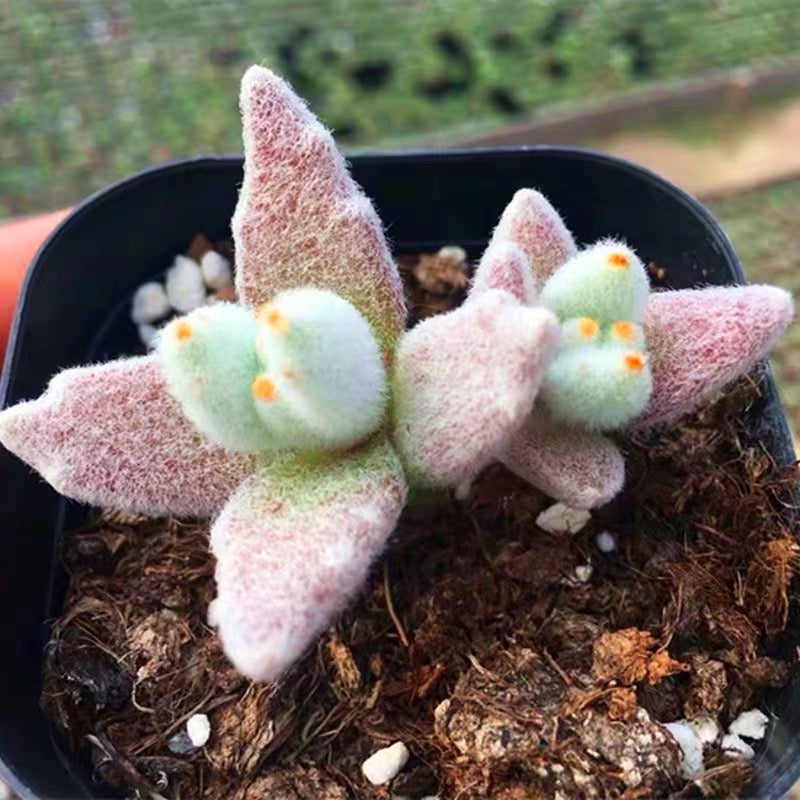 Snow White Panda Plant (Kalanchoe eriophylla)