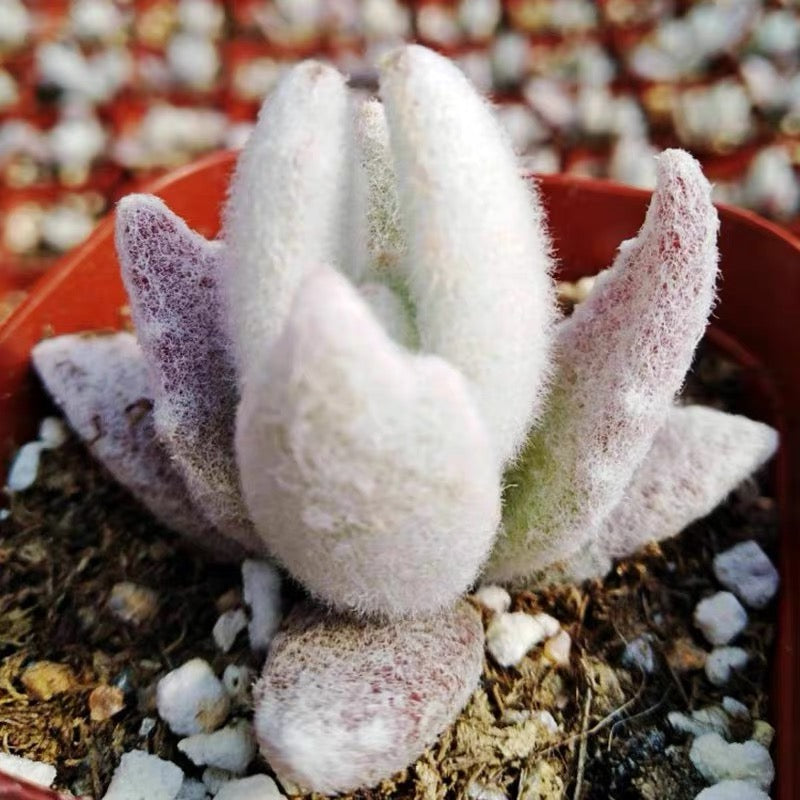 Snow White Panda Plant (Kalanchoe eriophylla)