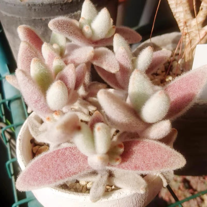 Snow White Panda Plant (Kalanchoe eriophylla)