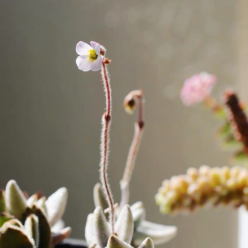 Snow White Panda Plant (Kalanchoe eriophylla)