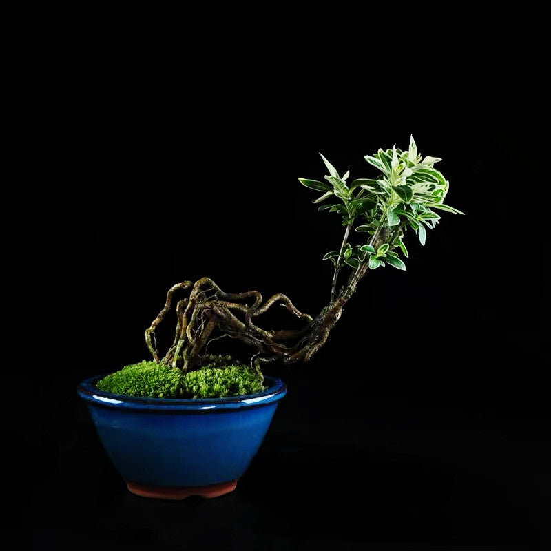 Snow Rose Serissa Bonsai Type 2( Serissa japonica ' Variegata ' )