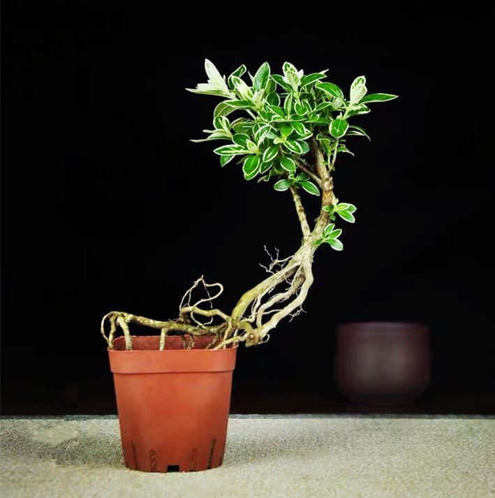 Snow Rose Serissa Bonsai Type 2( Serissa japonica ' Variegata ' )