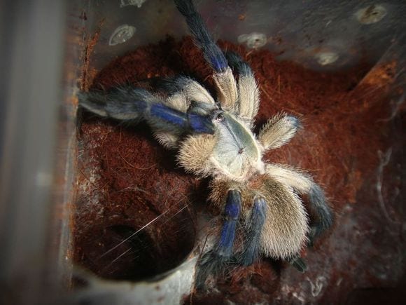 Socotra Island Blue Baboon Tarantula (Monocentropus balfouri)