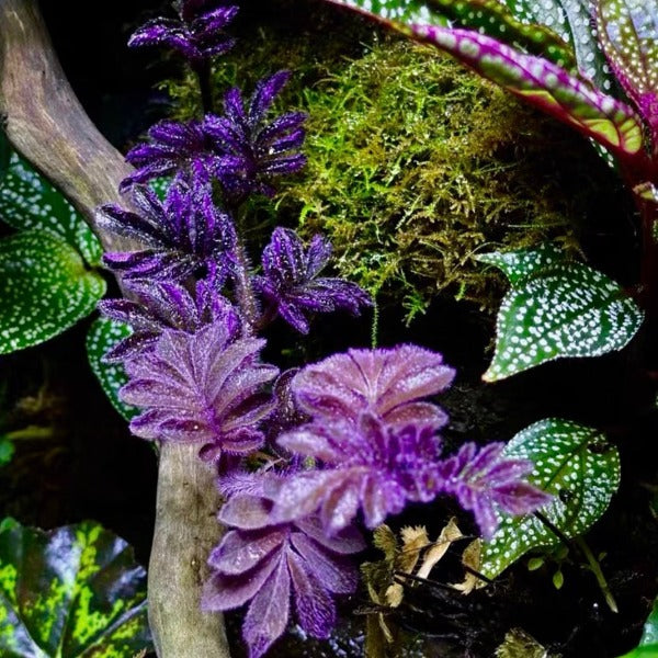 purple terrarium plant Solanum uleanum