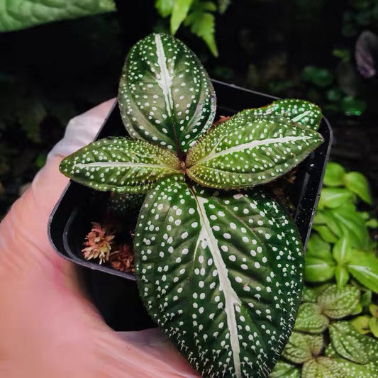 Sonerila ' Green Spotted ' ( Sonerila Sp. )