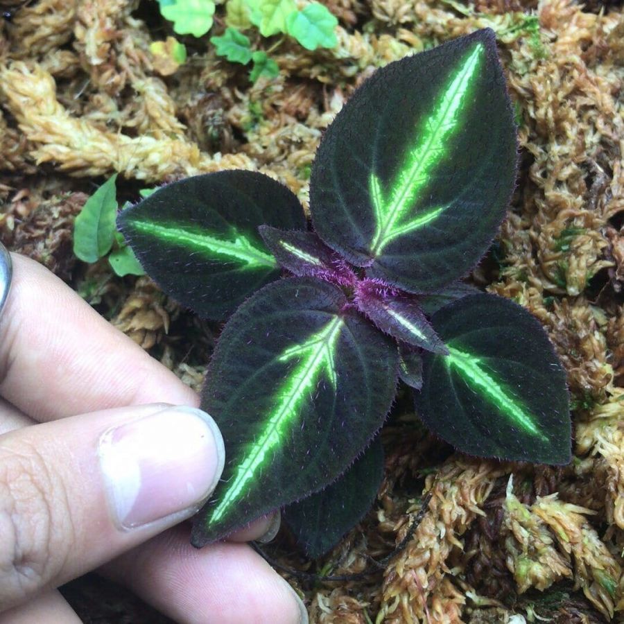Sonerila sp. fluo