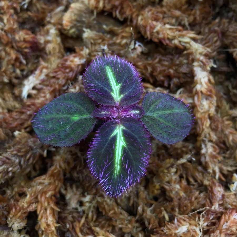Sonerila sp. fluo