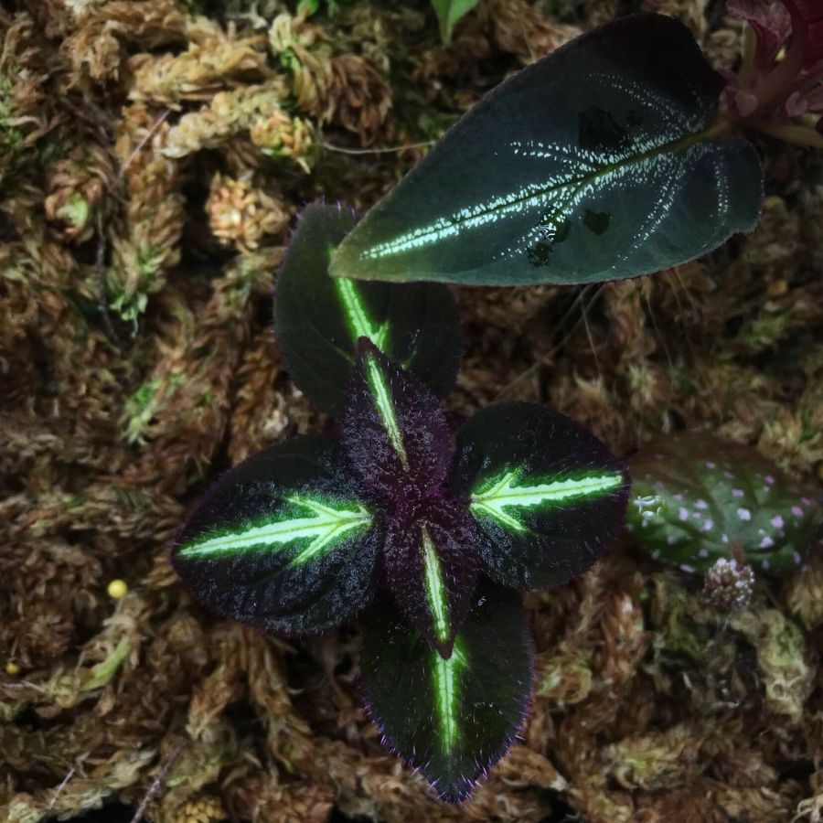Sonerila sp. fluo